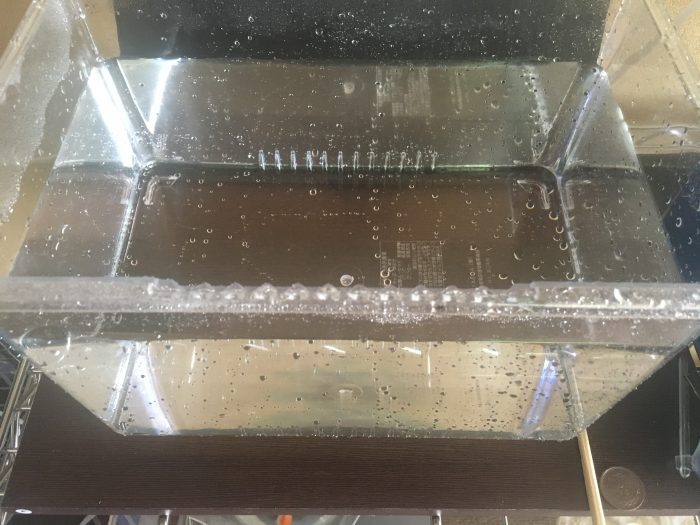 マーフィード きんぎょ塩水浴指南