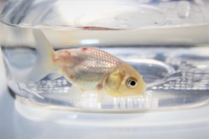 赤班病　金魚